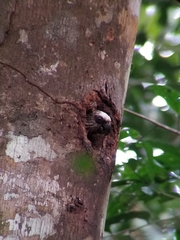 Deroptyus accipitrinus