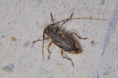 Eutrichillus comus