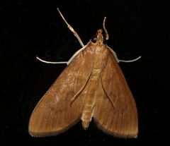 Protonoceras mitis