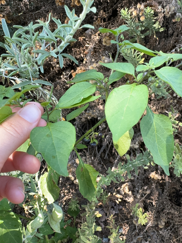 iNaturalist observation photo of American black nightshade