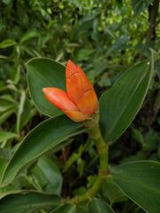 Costus pulverulentus