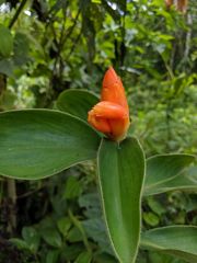 Costus pulverulentus