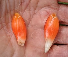 Costus pulverulentus