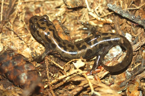 Dicamptodon tenebrosus