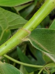 Costus pulverulentus