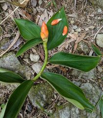 Costus pulverulentus