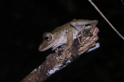 Choco Rainfrog, Pristimantis chocoensis