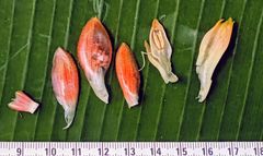 Costus pulverulentus