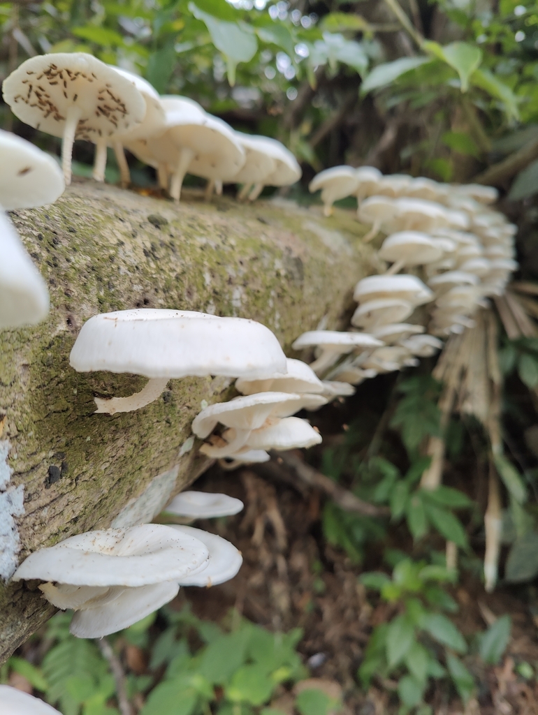 Lentinula raphanica · June 2025 · photo: © ansilbr (iNaturalist, cc-by)