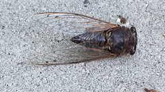 Megatibicen resonans