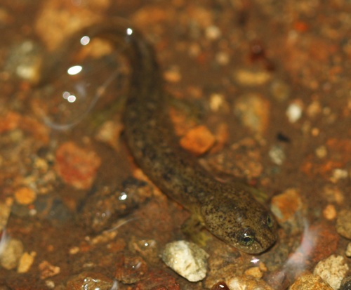 Southern Torrent Salamander