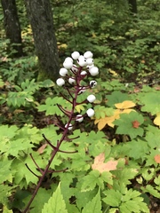 Actaea × ludovicii