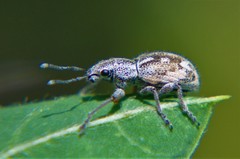 Pantomorus albosignatus