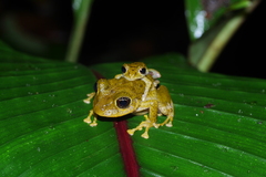 Disc Robber Frog