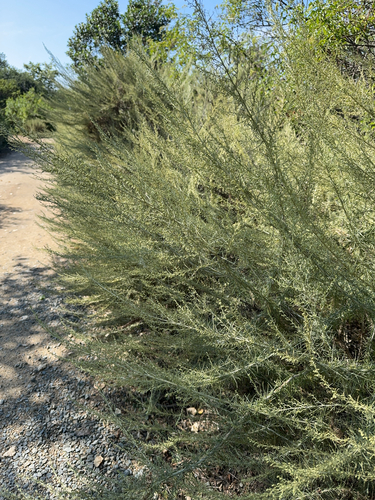 iNaturalist observation photo of California sagebrush