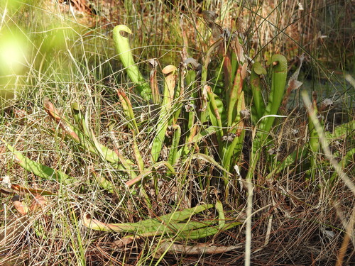 Sarracenia minor