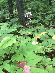 Actaea × ludovicii