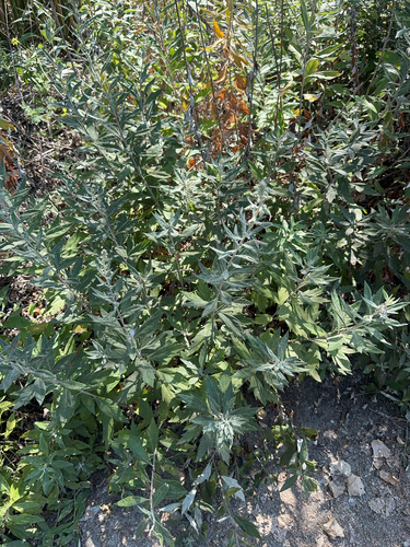 iNaturalist observation photo of California mugwort