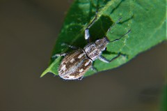 Pantomorus albosignatus