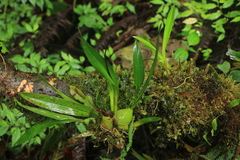 Oncidium cristatellum