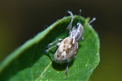 Pantomorus albosignatus