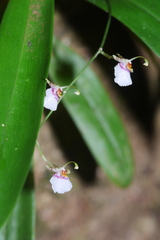 Oncidium pichinchense, photograph author not stated, no rights reserved