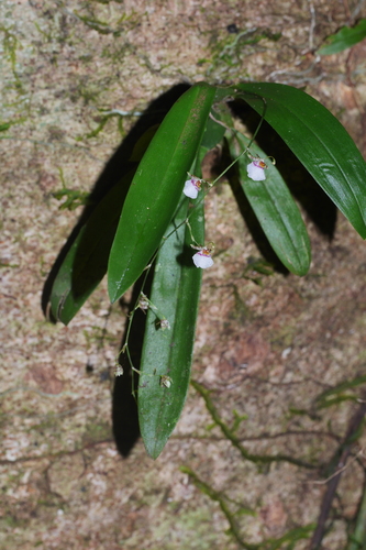Oncidium pichinchense
