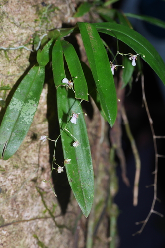 Oncidium pichinchense, photograph 3