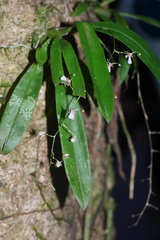 Oncidium pichinchense, photograph author not stated, no rights reserved