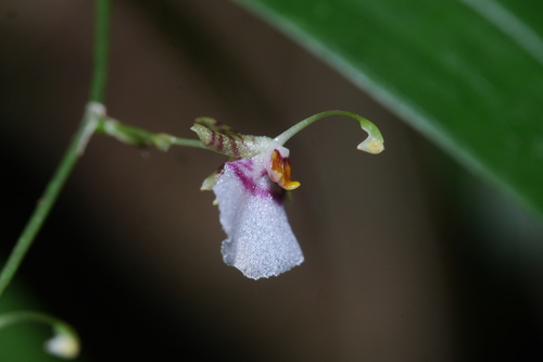 Oncidium pichinchense, photograph 4