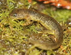 Southern Torrent Salamander photo 5