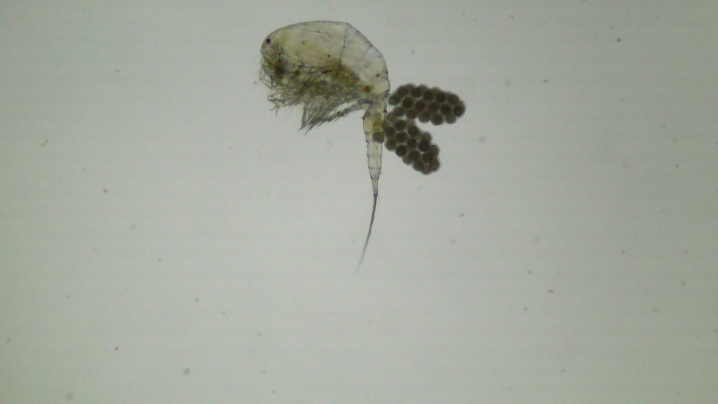 Mesocyclops leuckarti