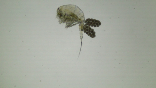Mesocyclops leuckarti