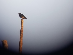 Chelidoptera tenebrosa