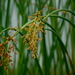 Soft-stemmed Bulrush - Photo (c) psweet, some rights reserved (CC BY-SA), uploaded by psweet