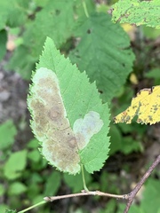 Cameraria corylisella