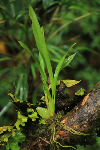 Reversoides Oncidium