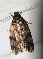 Barea subviridella