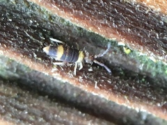 Entomobrya clitellaria
