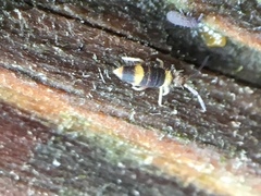 Entomobrya clitellaria