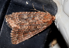 Hypoperigea tonsa