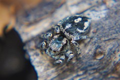 Habronattus fallax
