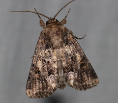 Spodoptera umbraculata