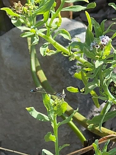 iNaturalist observation photo of Pacific Forktail