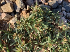 Talinum aurantiacum