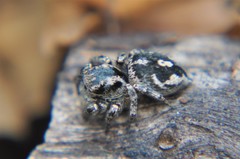Habronattus fallax