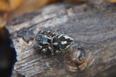 Habronattus fallax