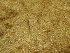 Eucyclogobius newberryi