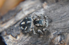 Habronattus fallax