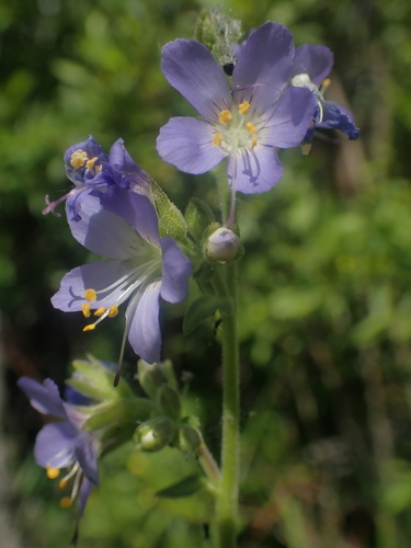 western polemonium (Polemonium occidentale)